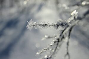 Flocons de givre sur une branche (Suède)