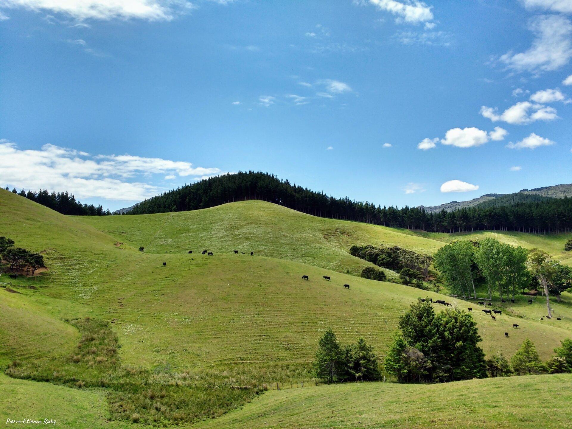Sur la route vers Port Jackson dans la péninsule de Coromandel (Nouvelle-Zélande)