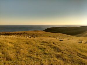 Champs de moutons près de Dunedin (Nouvelle-Zélande)