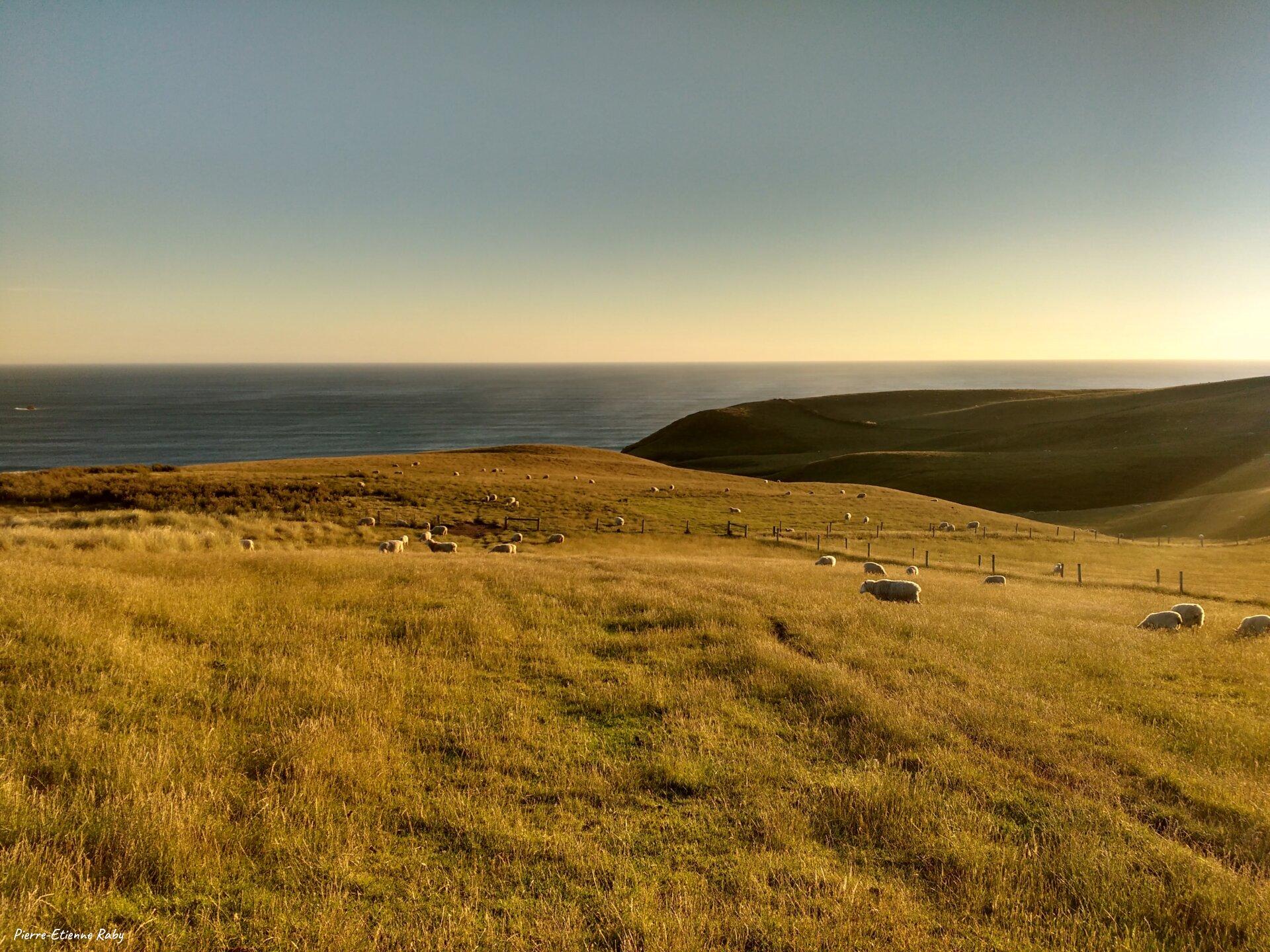 Champs de moutons près de Dunedin (Nouvelle-Zélande)