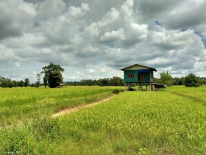 Campagne laotienne