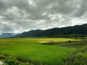 Rizière au Laos